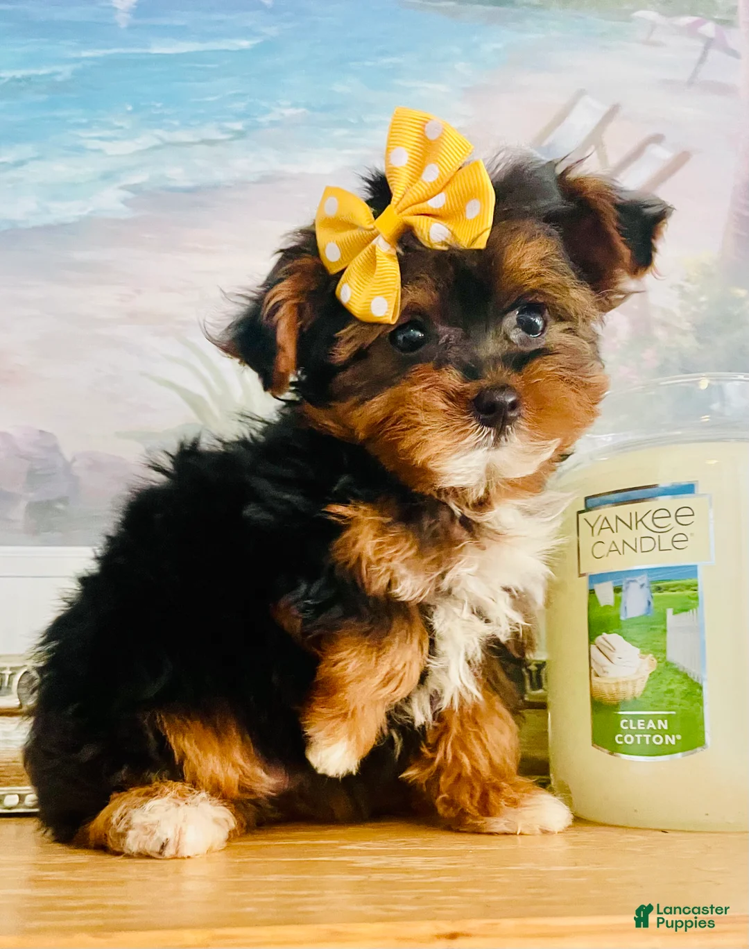 Morkie dogs for sale: Teacup Talia - Ad 1