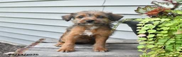 Jackapoo dogs for sale: SPECIAL NEEDS Janet - Ad 9