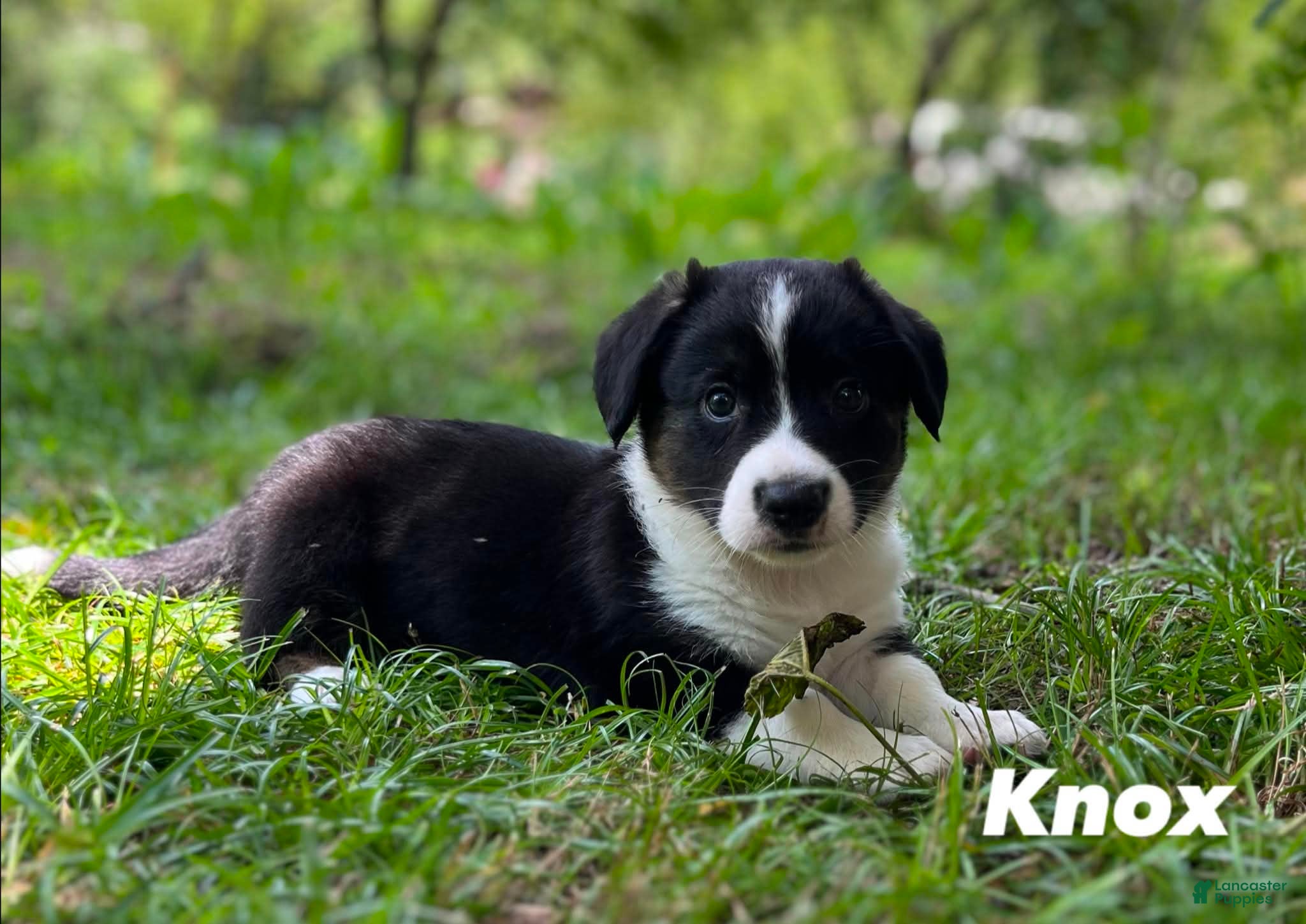 Welsh Corgi Cardigan dogs Knox - Ad 2