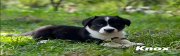 Welsh Corgi Cardigan dogs for sale: Knox - Ad 2