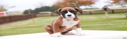 Boxer dogs for sale: Clara - Ad 7