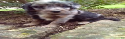 Mini Aussiedoodle dogs for sale: Dove - Ad 4