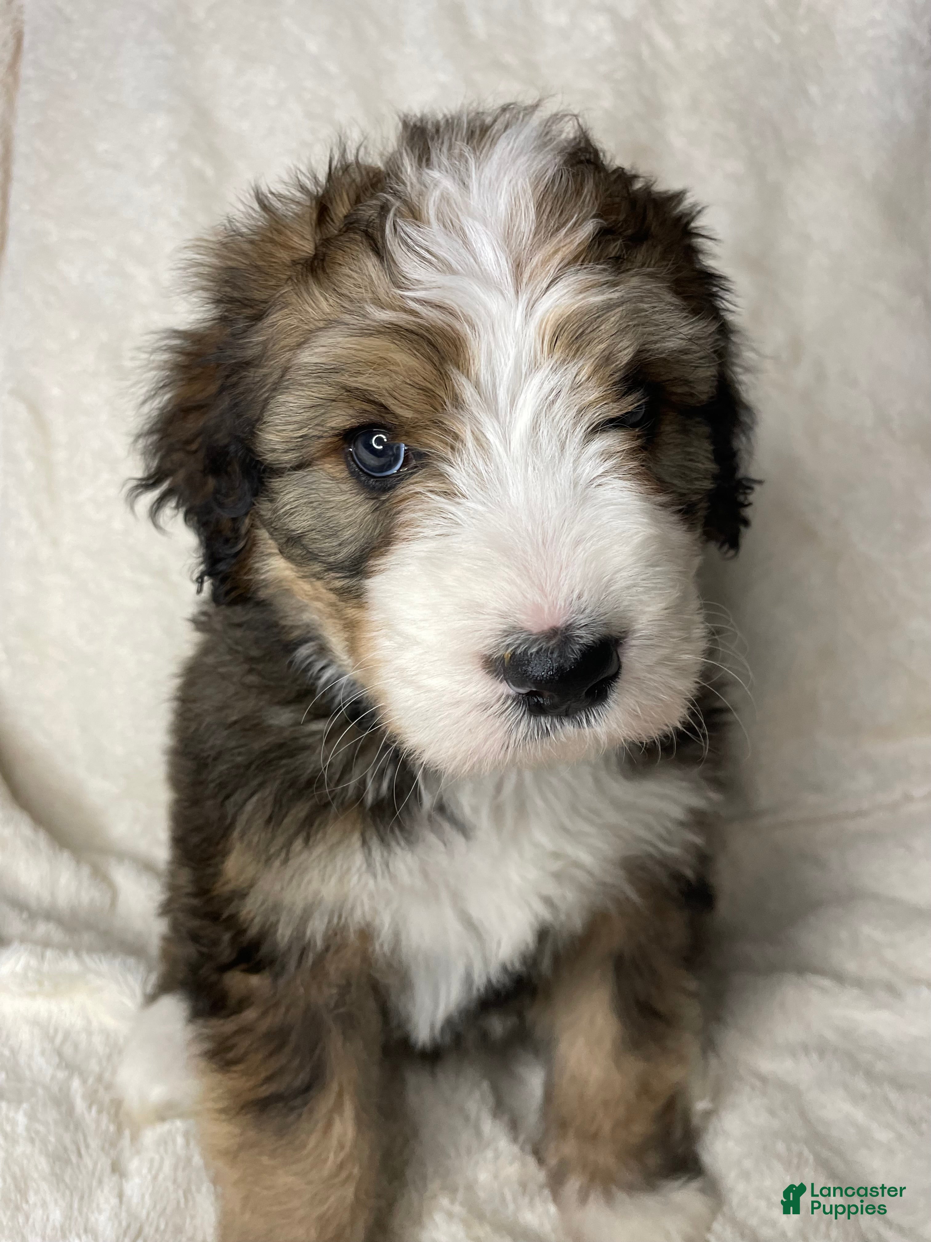 Bernedoodle dogs Louie - Ad 1