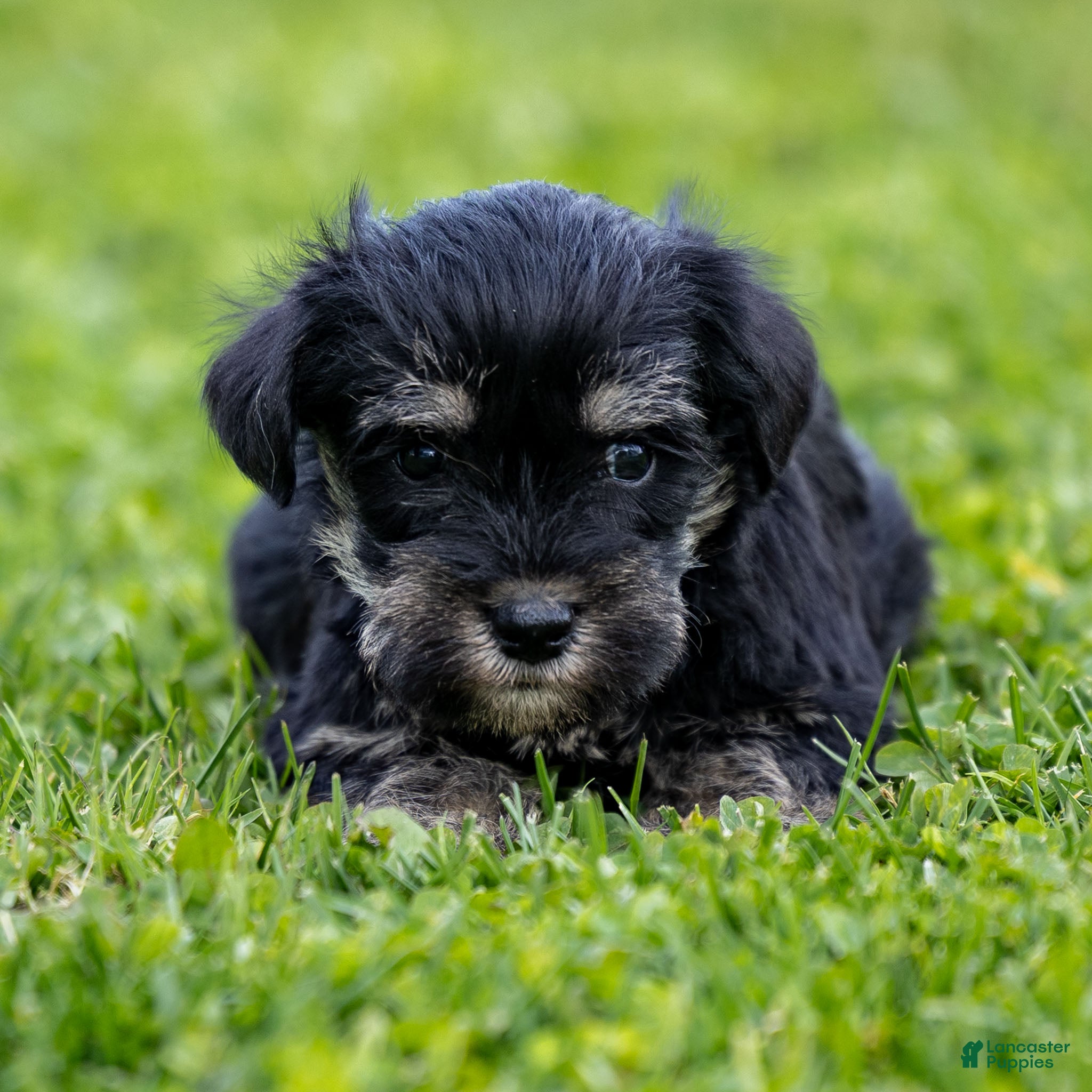 Miniature Schnauzer dogs Vicky - Ad 33