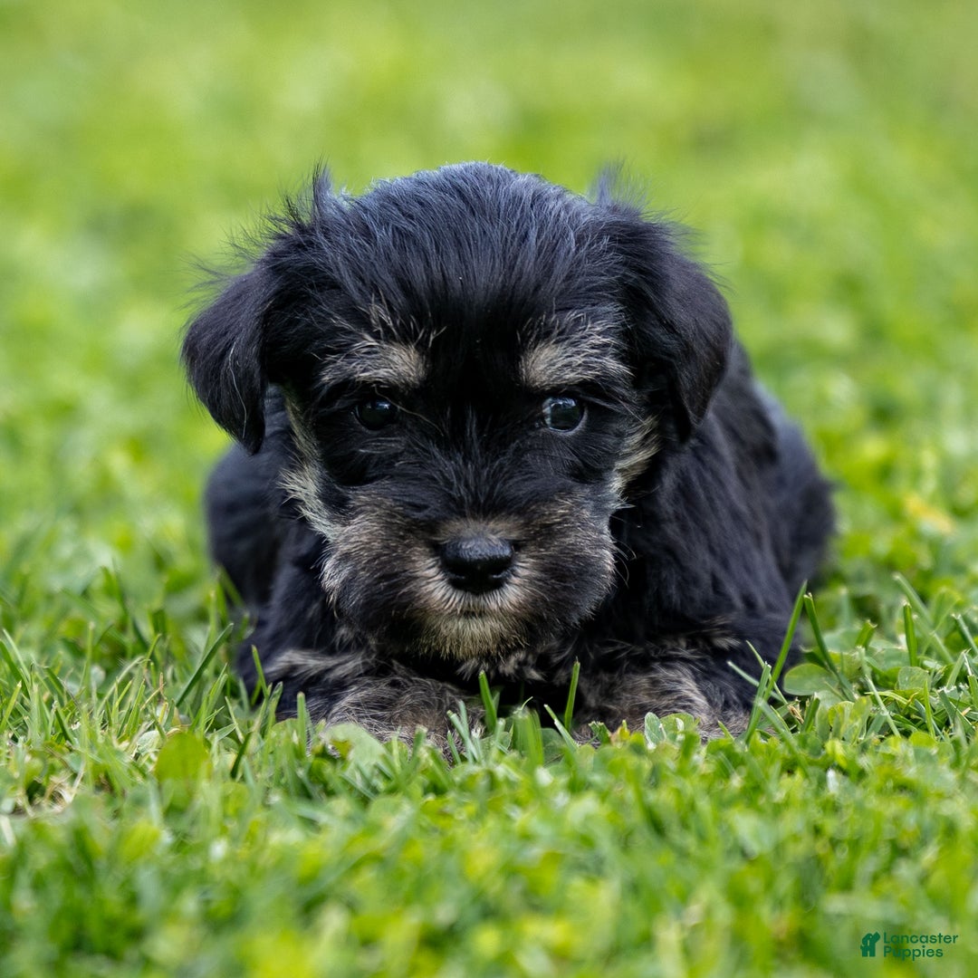 Miniature Schnauzer dogs for sale: Vicky - Ad 1