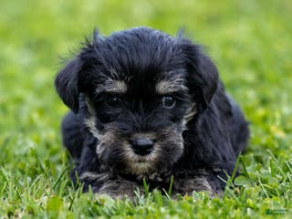 Miniature Schnauzer dogs Vicky - Ad 24