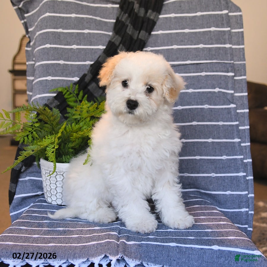 Bichpoo dogs Muffin - Ad 1