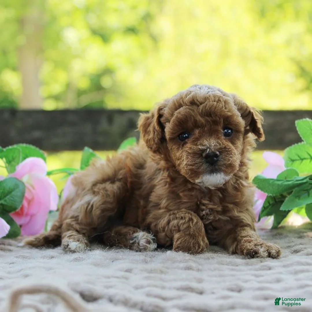 Toy Poodle dogs for sale: Trixie - Ad 1