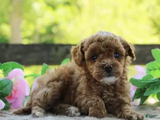 Toy Poodle dogs for sale: Trixie - Ad 1