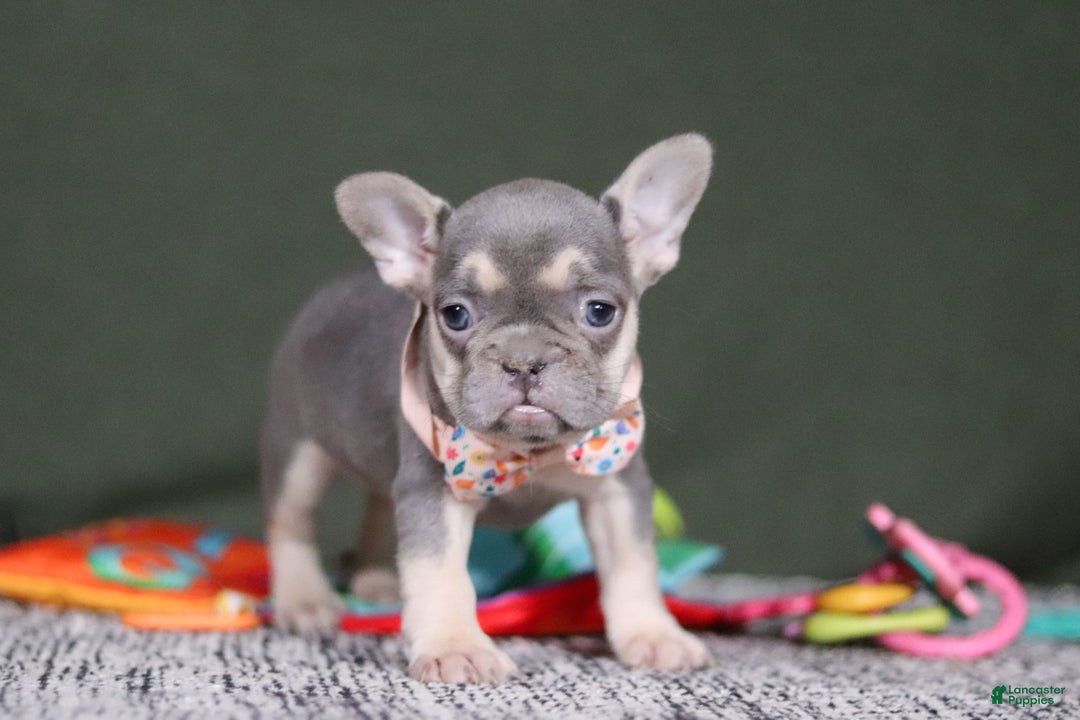 French Bulldog dogs for sale: Cora - Ad 5