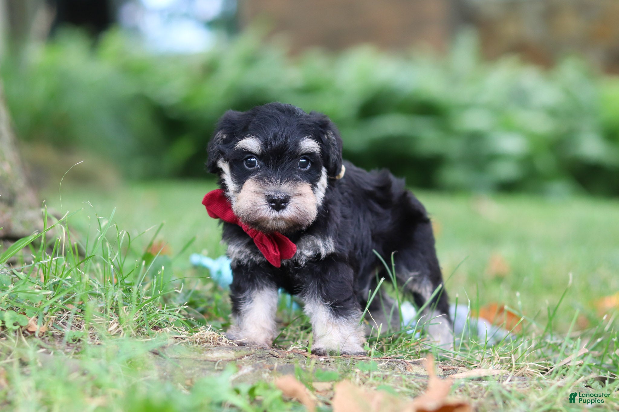 Miniature Schnauzer dogs Kobe - Ad 1