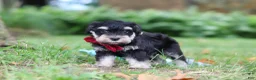 Miniature Schnauzer dogs for sale: Kobe - Ad 1