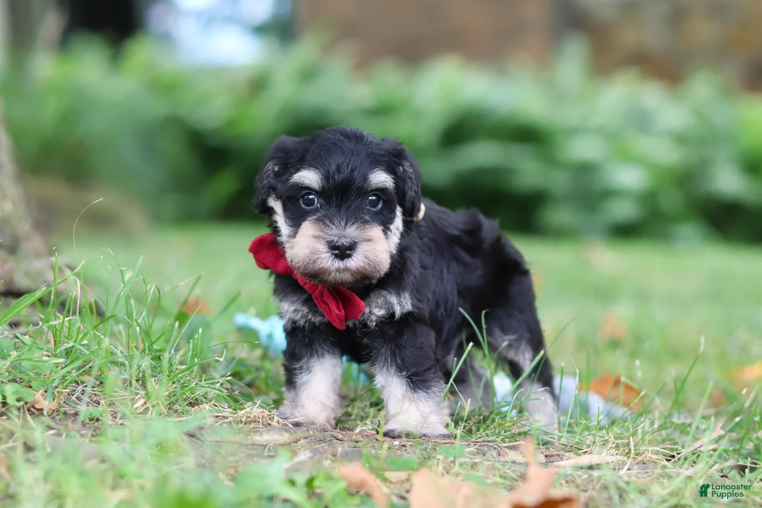 Miniature Schnauzer dogs for sale: Kobe - Ad 1