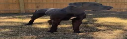 Great Dane dogs for sale: Rhythm & Soul's Heart of Soul Coco Jones - Ad 5