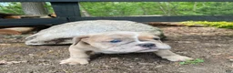 Mixed Breed dogs for sale: Beast - Ad 2