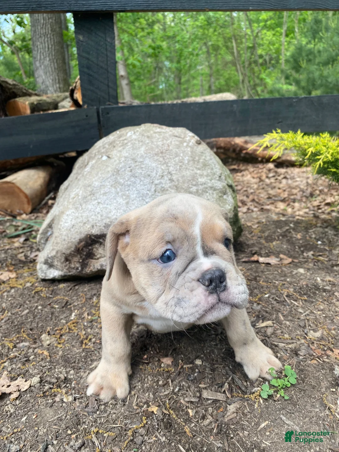 Mixed Breed dogs for sale: Beast - Ad 2