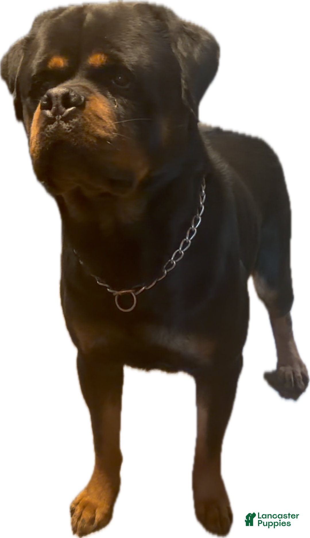 Rottweiler dogs for stud: XXL RMD - DoNeY UNO  - Ad 1