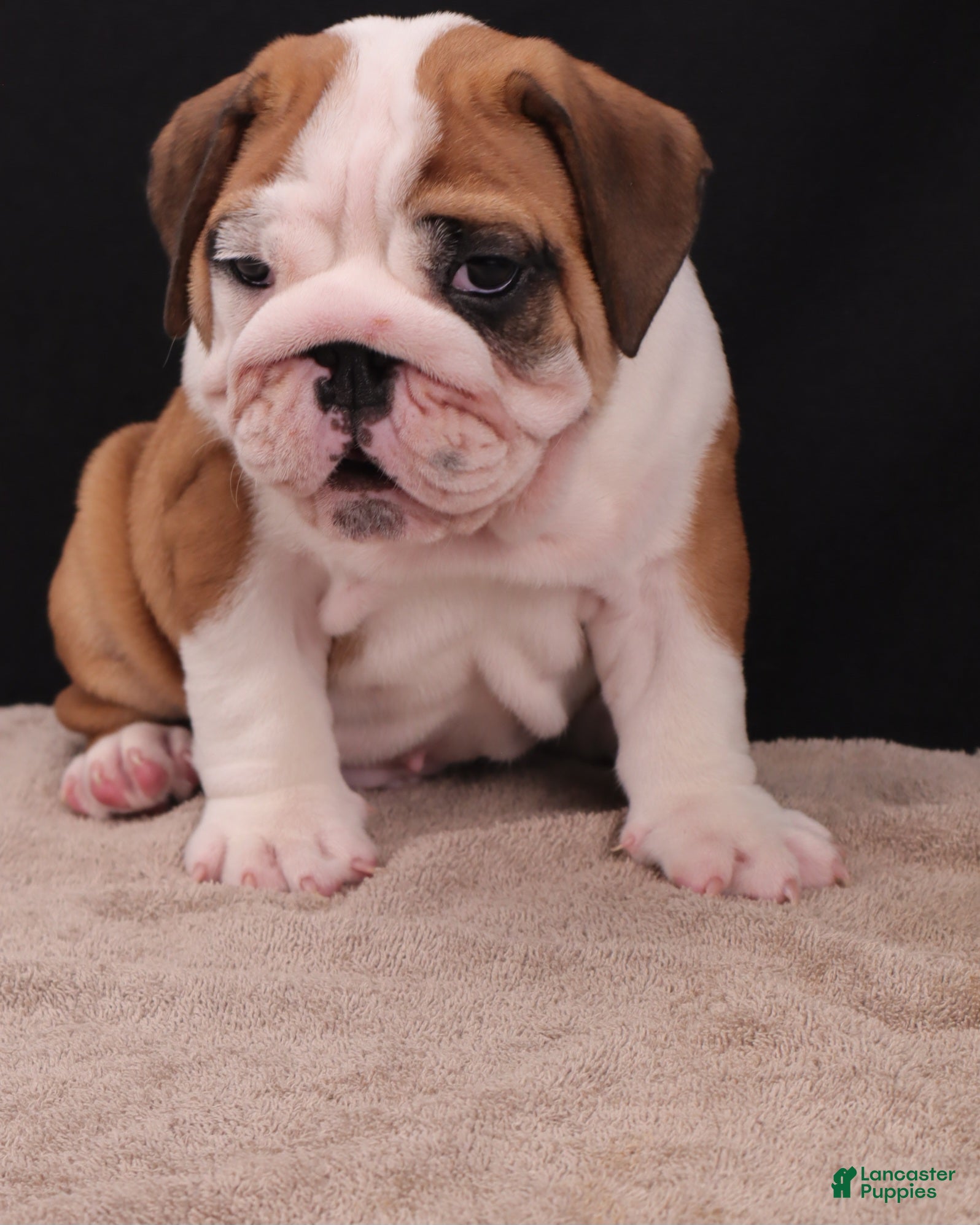 English Bulldog dogs Thor - Ad 2