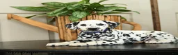 Dalmatian dogs for sale: Kim  - Ad 3