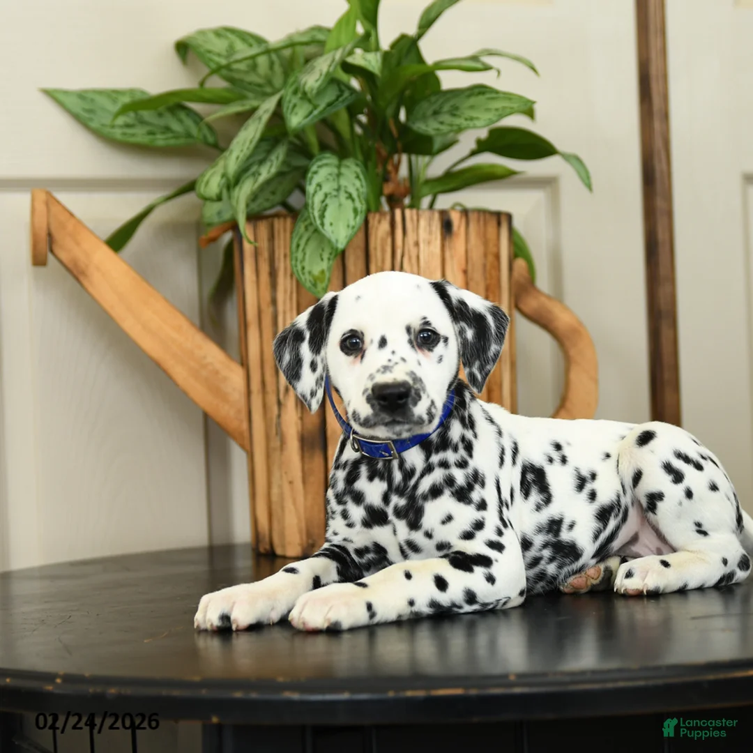 Dalmatian dogs for sale: Kim  - Ad 3