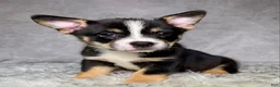 Mixed Breed dogs for sale: Miss Daisy  - Ad 3