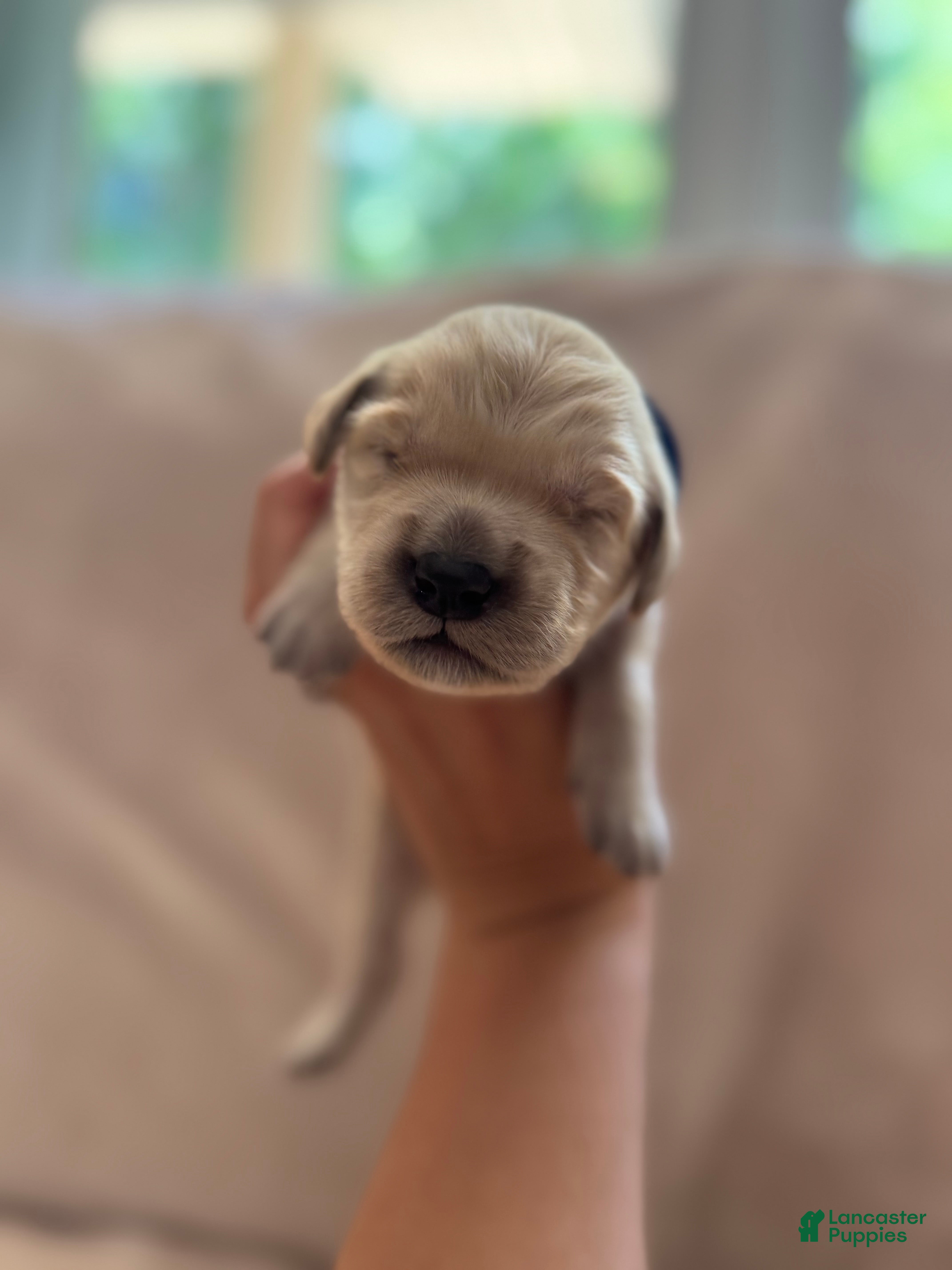 Golden Retriever dogs Dark Blue-Male - Ad 1