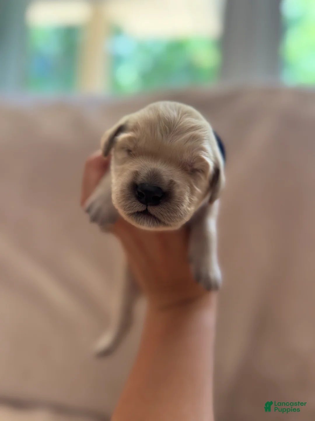 Golden Retriever dogs for sale: Dark Blue-Male - Ad 1