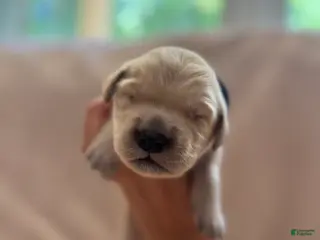 Golden Retriever dogs for sale: Dark Blue-Male - Ad 3