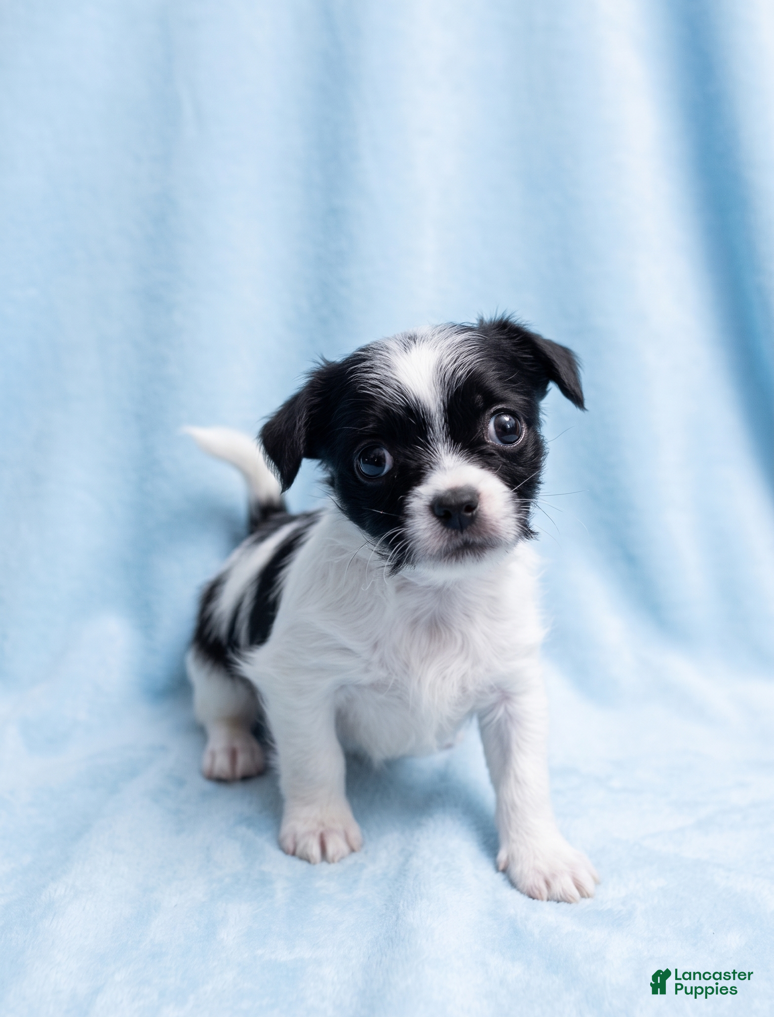 Mixed Breed dogs Gus - Ad 1