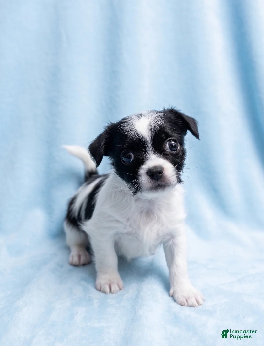 Mixed Breed dogs for sale: Gus - Ad 1