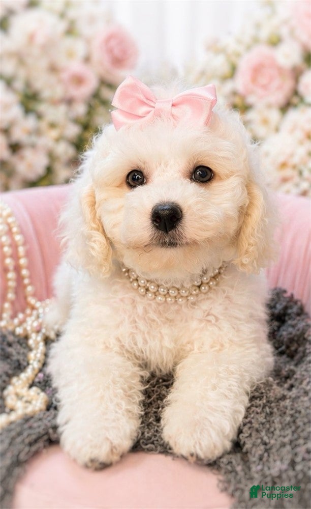 Miniature Poodle dogs Miniature Poodle Puppy 1 - Ad 13