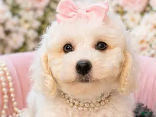 Miniature Poodle dogs Miniature Poodle Puppy 1 - Ad 13