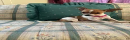 Chihuahua dogs for sale: ♡ Bobbi Girl ♡  - Ad 10