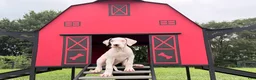 Great Dane dogs for sale: Pearl Great Dane  - Ad 5
