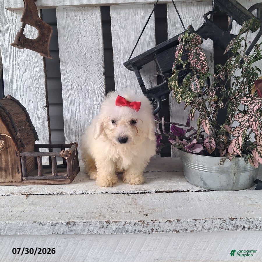 Bichon Frise dogs Katie - Ad 1