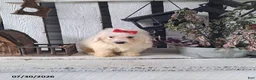 Bichon Frise dogs for sale: Katie - Ad 1
