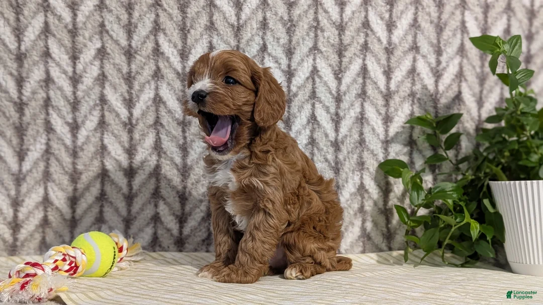 Cavapoo dogs for sale: Arlo - Ad 4