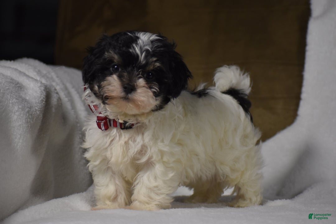 Maltipoo dogs for sale: Scout - Ad 1