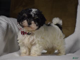 Maltipoo dogs Scout - Ad 41