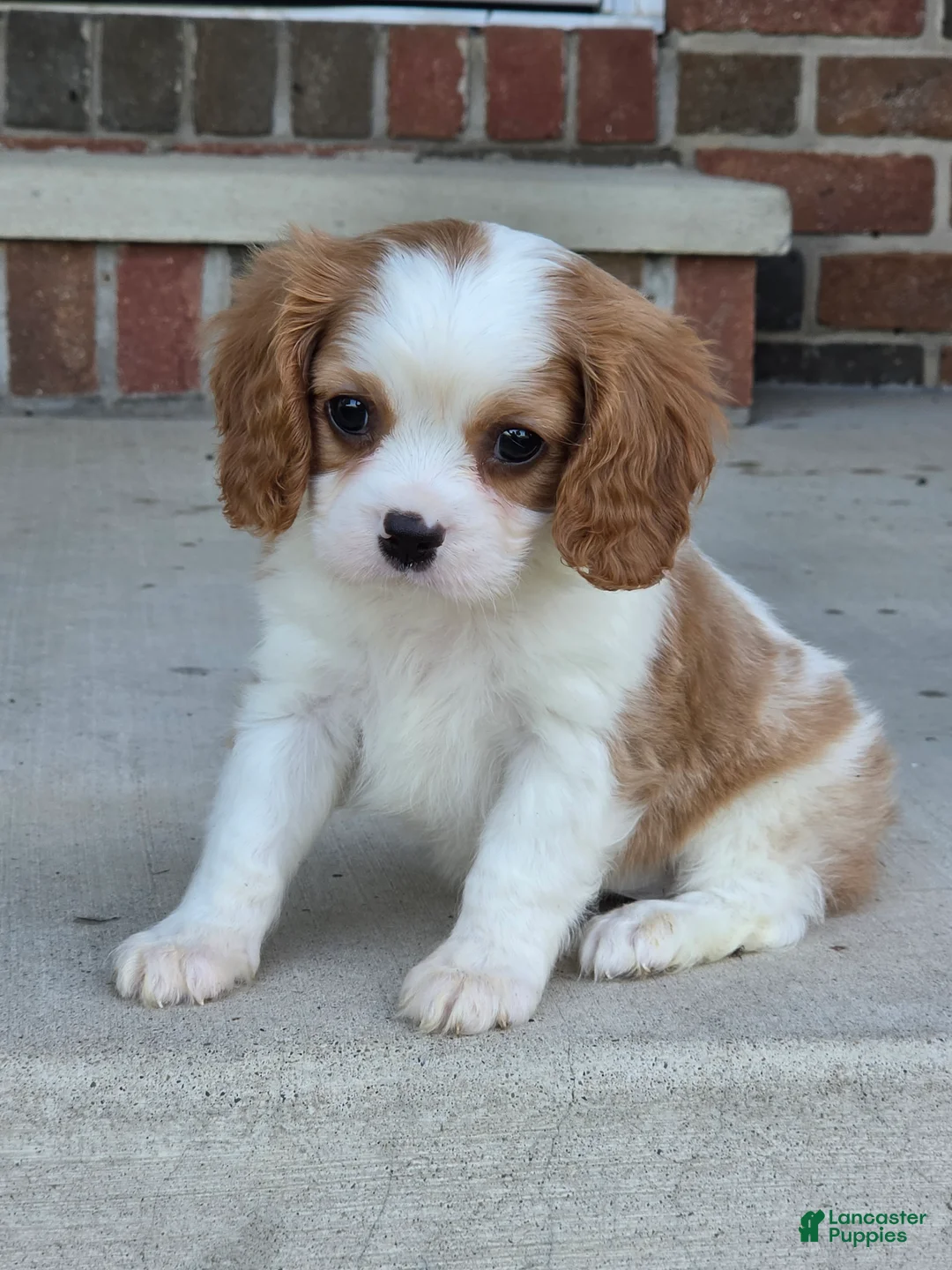 Cavalier King Charles Spaniel dogs for sale: Teddy - Ad 2