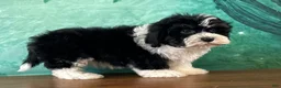 Teddy Bear dogs for sale: Buck - Ad 2