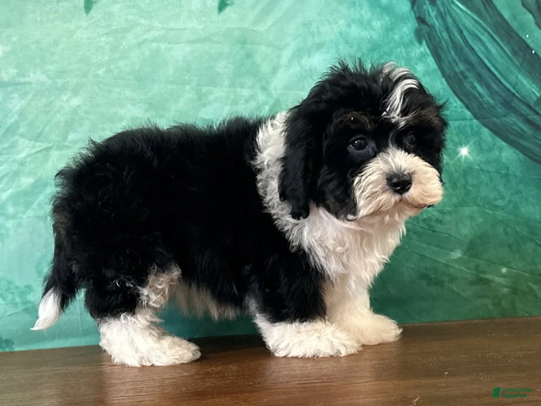 Teddy Bear dogs for sale: Buck - Ad 2