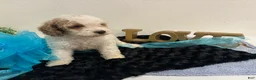 Mini Goldendoodle dogs for sale: Dexter - Ad 4