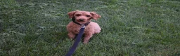 Maltipoo dogs for sale: Franklin 🐶 - Ad 16