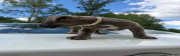 American Bully dogs for sale: American Bully 1 - Ad 2
