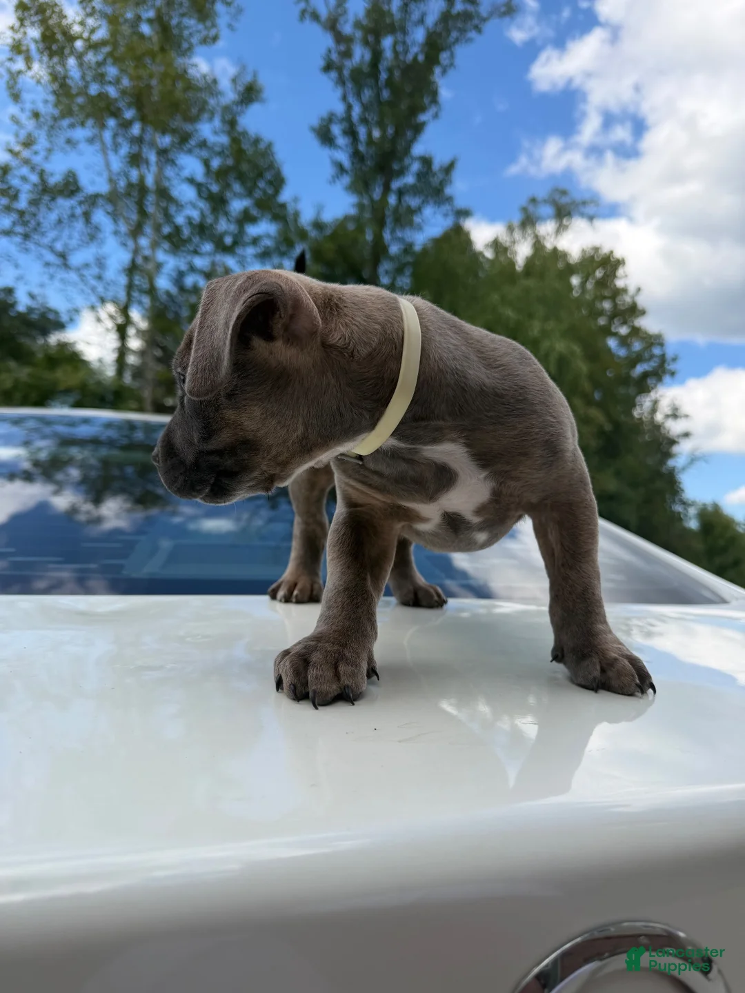 American Bully dogs for sale: American Bully 1 - Ad 2