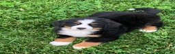 Bernese Mountain Dog dogs for sale: Willow  - Ad 12