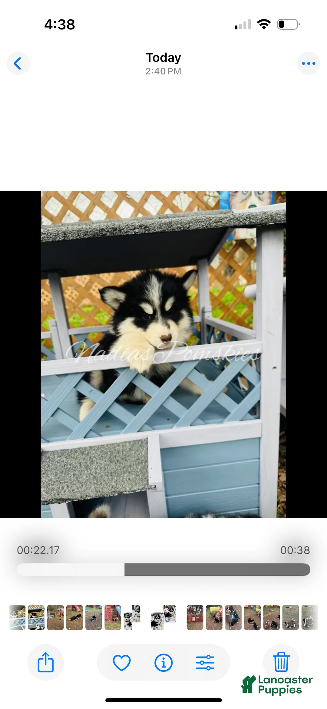 Pomsky dogs for sale: Pomsky Girl Black /white - Ad 4