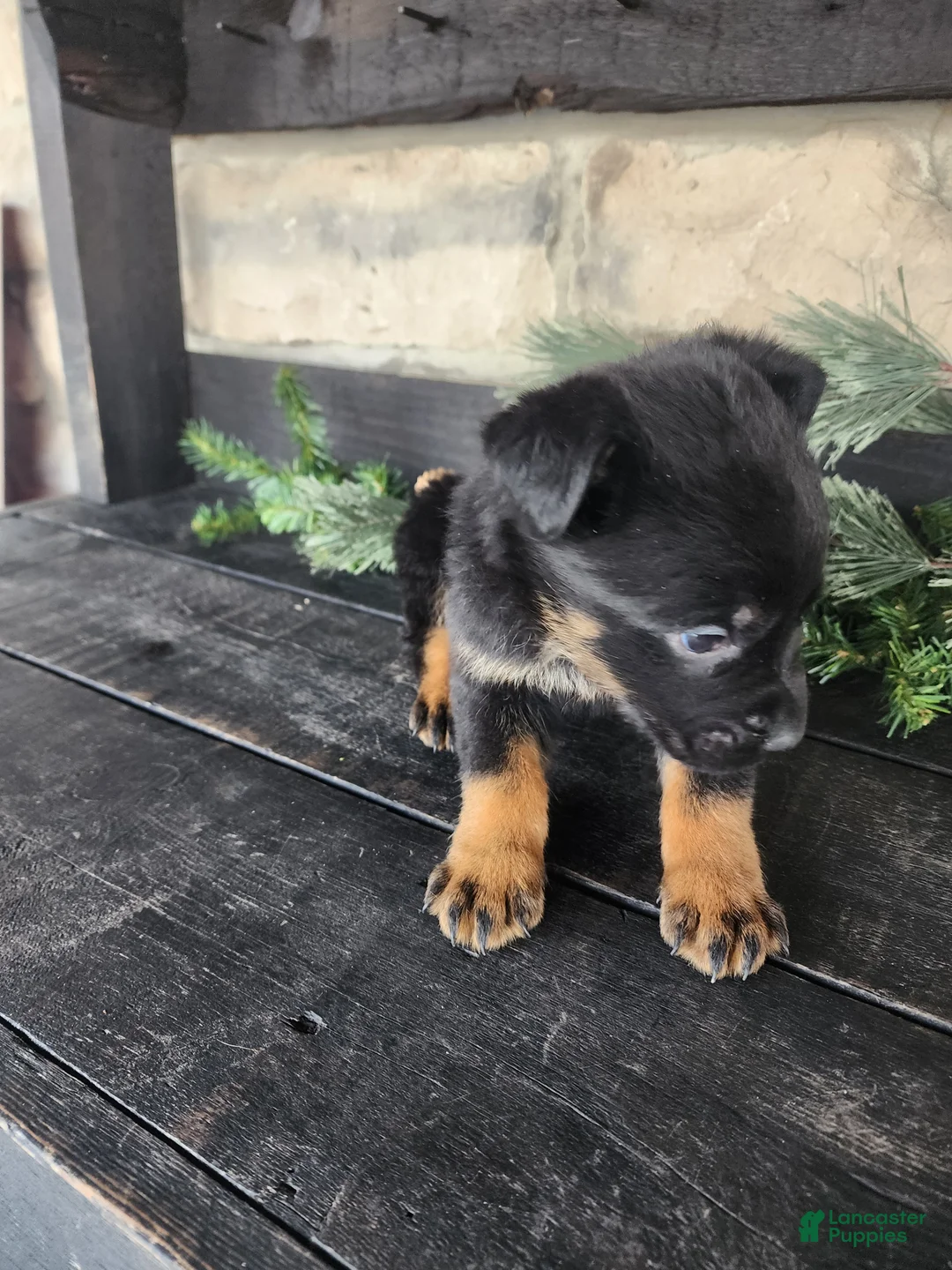 Mixed Breed dogs for sale: Rusty - Ad 5