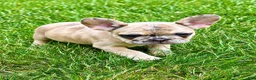 French Bulldog dogs for sale: French Bulldog Female STELLA - Ad 2